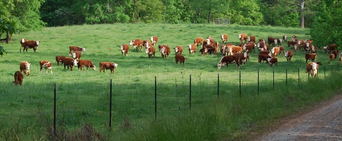 electric fence energizer